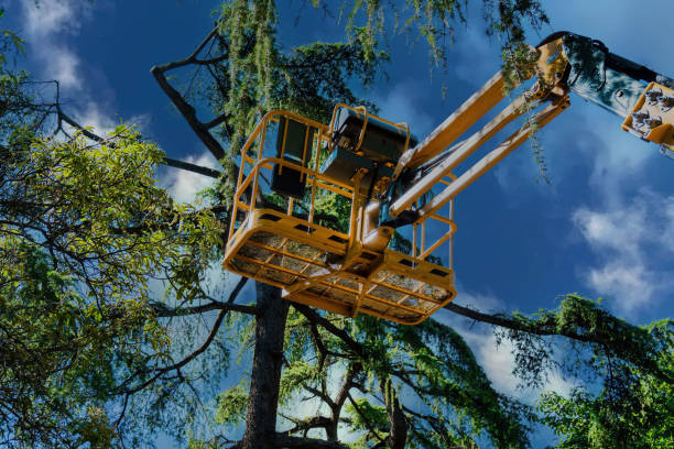 Best Commercial Tree Services  in Cheltenham Village, PA